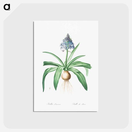 アートポストカード-Portuguese squill illustration - ピエール ジョゼフ ルドゥーテ Postcard.