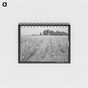 アートメモ帳-Daughter of a Tenant Farmer
 - ラッセル リー Memo.