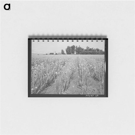 アートメモ帳-Daughter of a Tenant Farmer
 - ラッセル リー Memo.