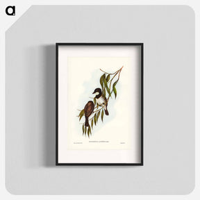 アートポスター-Shrike-like Phachycephala
 - ジョン グールド Poster.