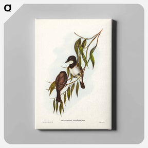 アートパネル-Shrike-like Phachycephala
 - ジョン グールド Canvas.