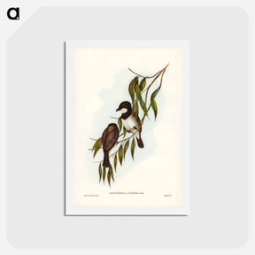 アートポストカード-Shrike-like Phachycephala
 - ジョン グールド Postcard.