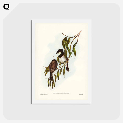 Shrike-like Phachycephala
 - ジョン グールド Postcard.