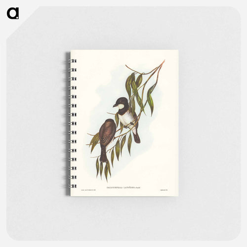 Shrike-like Phachycephala
 - John Gould Memo.