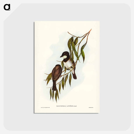 アートポストカード-Shrike-like Phachycephala
 - ジョン グールド Postcard.
