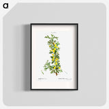 Robinia caragana - Pierre Joseph Redouté Poster.