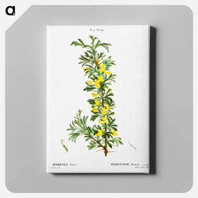 アートパネル-Robinia caragana - ピエール ジョゼフ ルドゥーテ Canvas.