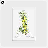 アートポストカード-Robinia caragana - ピエール ジョゼフ ルドゥーテ Postcard.