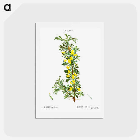 アートポストカード-Robinia caragana - ピエール ジョゼフ ルドゥーテ Postcard.