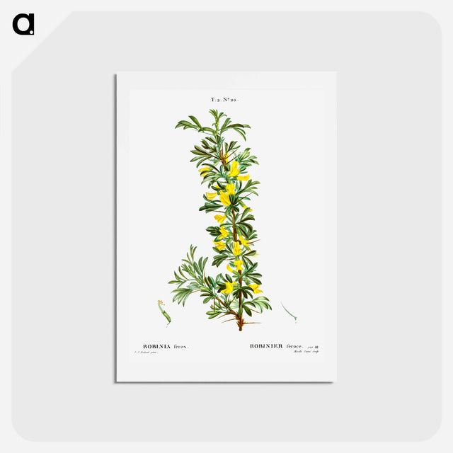 アートポストカード-Robinia caragana - ピエール ジョゼフ ルドゥーテ Postcard.