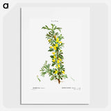 Robinia caragana - Pierre Joseph Redouté Poster.