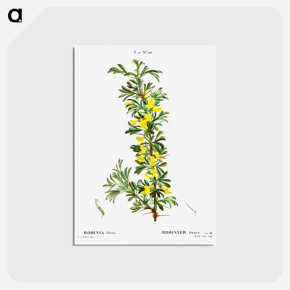 アートポストカード-Robinia caragana - ピエール ジョゼフ ルドゥーテ Postcard.