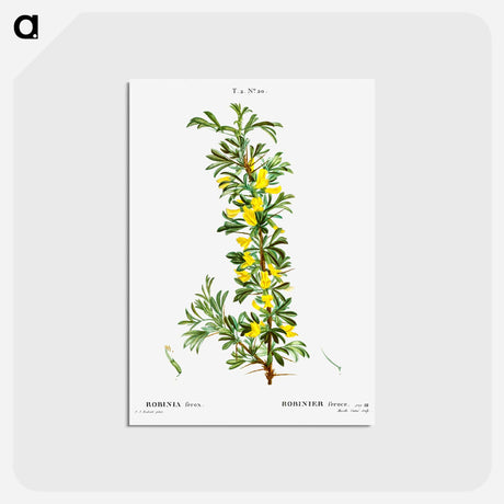 アートポストカード-Robinia caragana - ピエール ジョゼフ ルドゥーテ Postcard.