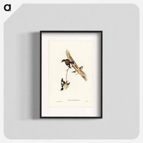 アートポスター-White-winged Sittella
 - ジョン グールド Poster.