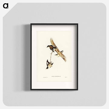 White-winged Sittella
 - ジョン グールド Poster.