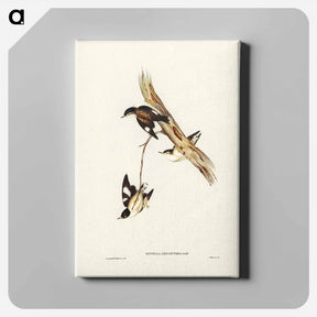 アートパネル-White-winged Sittella
 - ジョン グールド Canvas.