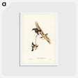 アートポストカード-White-winged Sittella
 - ジョン グールド Postcard.