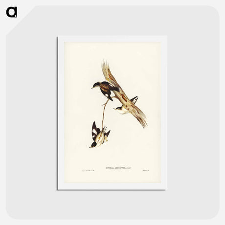 アートポストカード-White-winged Sittella
 - ジョン グールド Postcard.