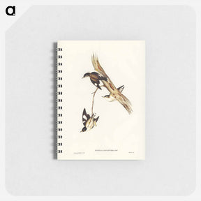 アートメモ帳-White-winged Sittella
 - ジョン グールド Memo.