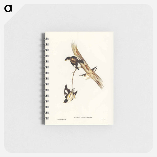 White-winged Sittella
 - John Gould Memo.