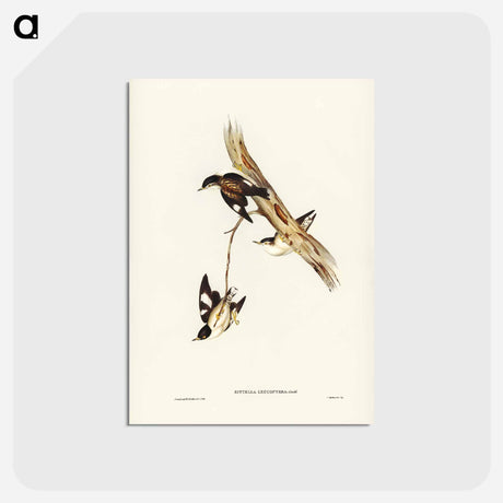 アートポストカード-White-winged Sittella
 - ジョン グールド Postcard.