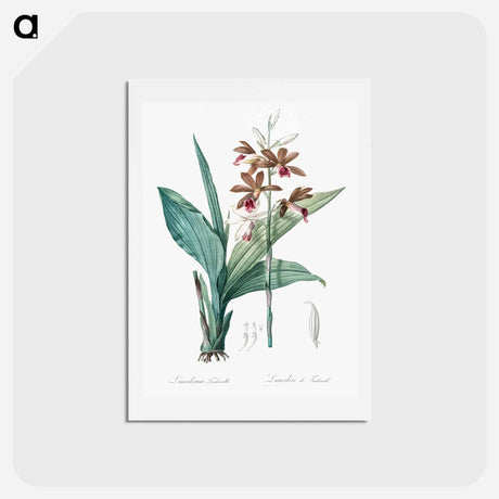 アートポストカード-Limodorum tankervilleae illustration - ピエール ジョゼフ ルドゥーテ Postcard.