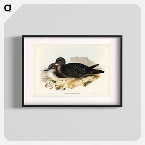 アートポスター-Wedge-tailed Petrel
 - ジョン グールド Poster.