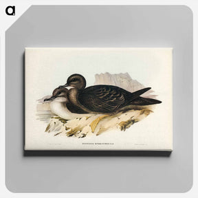 アートパネル-Wedge-tailed Petrel
 - ジョン グールド Canvas.