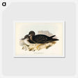 アートポストカード-Wedge-tailed Petrel
 - ジョン グールド Postcard.