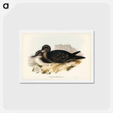 アートポストカード-Wedge-tailed Petrel
 - ジョン グールド Postcard.