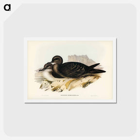 アートポストカード-Wedge-tailed Petrel
 - ジョン グールド Postcard.