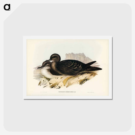 アートポストカード-Wedge-tailed Petrel
 - ジョン グールド Postcard.