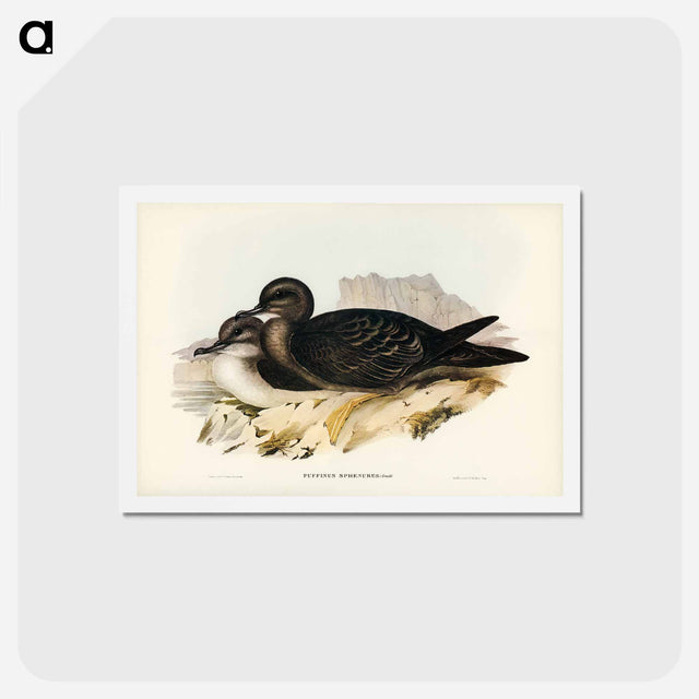 アートポストカード-Wedge-tailed Petrel
 - ジョン グールド Postcard.