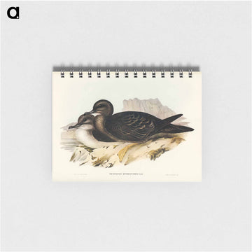Wedge-tailed Petrel
 - ジョン グールド Memo.