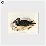 アートポストカード-Wedge-tailed Petrel
 - ジョン グールド Postcard.