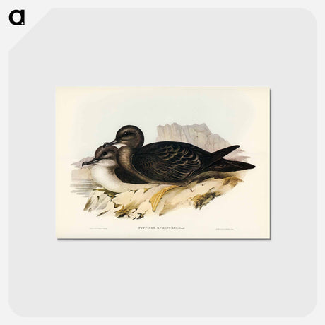 アートポストカード-Wedge-tailed Petrel
 - ジョン グールド Postcard.