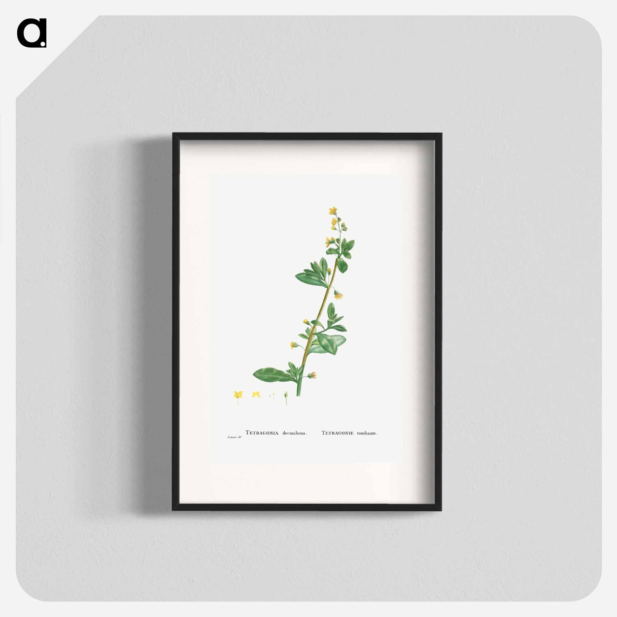 Tetragonia Decumbens (Dune Spinach) - Pierre Joseph Redouté Poster.