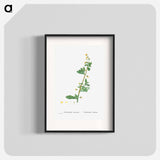 Tetragonia Decumbens (Dune Spinach) - Pierre Joseph Redouté Poster.