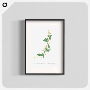 アートポスター-Tetragonia Decumbens (Dune Spinach) - ピエール ジョゼフ ルドゥーテ Poster.