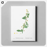 Tetragonia Decumbens (Dune Spinach) - ピエール ジョゼフ ルドゥーテ Canvas.