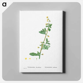 アートパネル-Tetragonia Decumbens (Dune Spinach) - ピエール ジョゼフ ルドゥーテ Canvas.