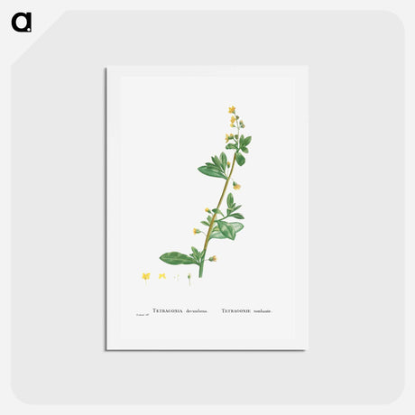 アートポストカード-Tetragonia Decumbens (Dune Spinach) - ピエール ジョゼフ ルドゥーテ Postcard.