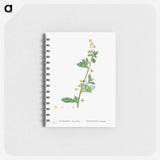 Tetragonia Decumbens (Dune Spinach) - ピエール ジョゼフ ルドゥーテ Memo.