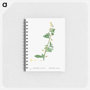 アートメモ帳-Tetragonia Decumbens (Dune Spinach) - ピエール ジョゼフ ルドゥーテ Memo.