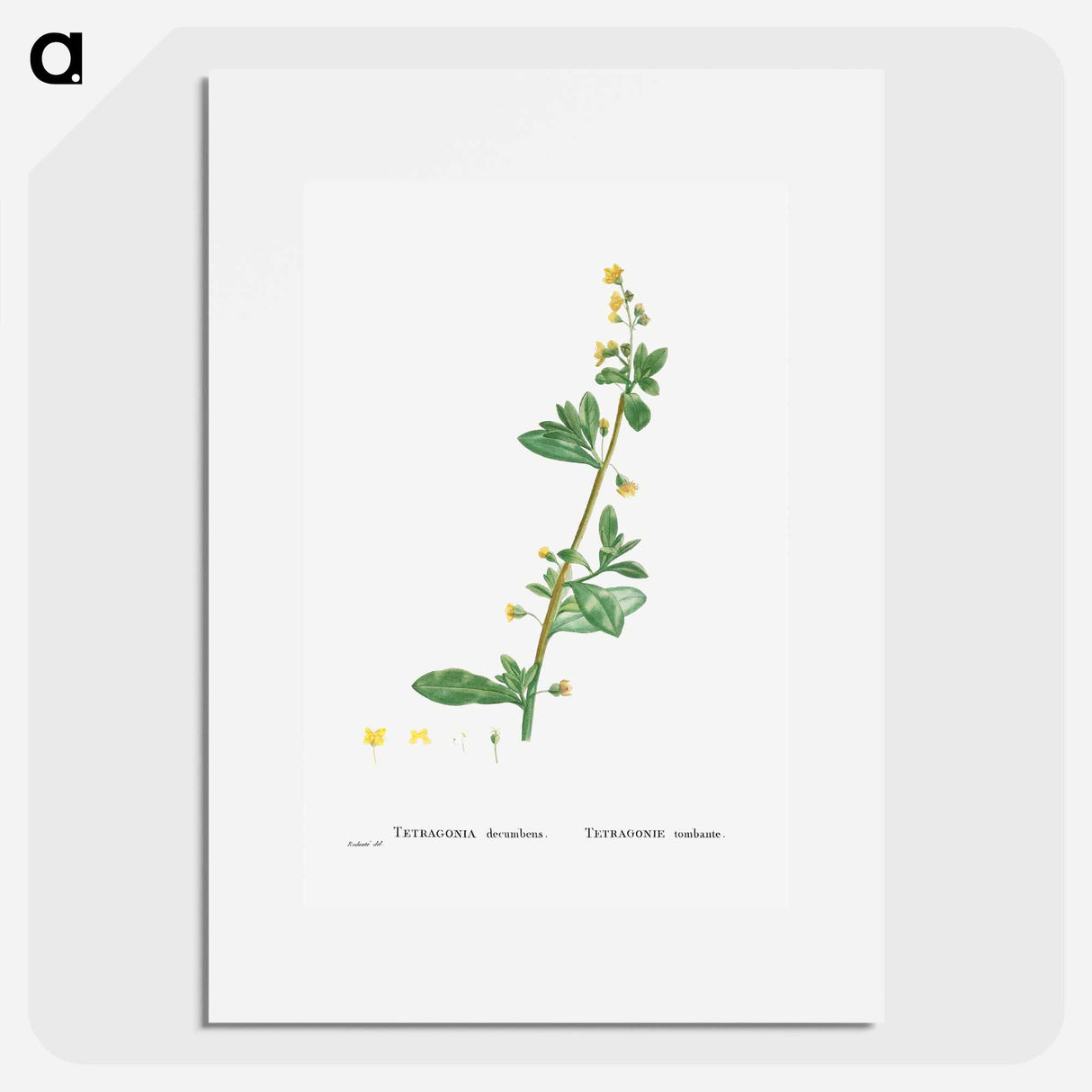 Tetragonia Decumbens (Dune Spinach) - Pierre Joseph Redouté Poster.