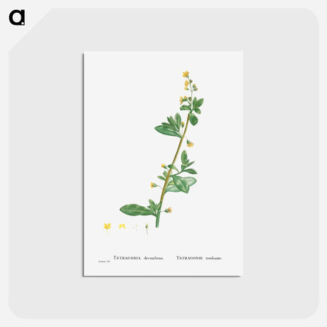 アートポストカード-Tetragonia Decumbens (Dune Spinach) - ピエール ジョゼフ ルドゥーテ Postcard.