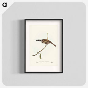 アートポスター-Silvery-crowned Friar Bird
 - ジョン グールド Poster.