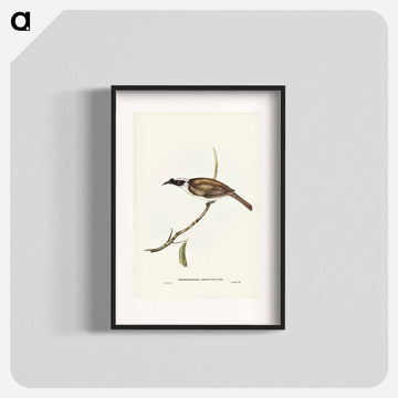 Silvery-crowned Friar Bird
 - ジョン グールド Poster.