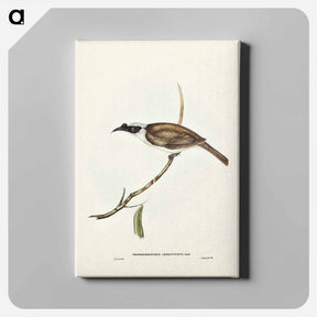 アートパネル-Silvery-crowned Friar Bird
 - ジョン グールド Canvas.