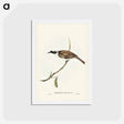 アートポストカード-Silvery-crowned Friar Bird
 - ジョン グールド Postcard.